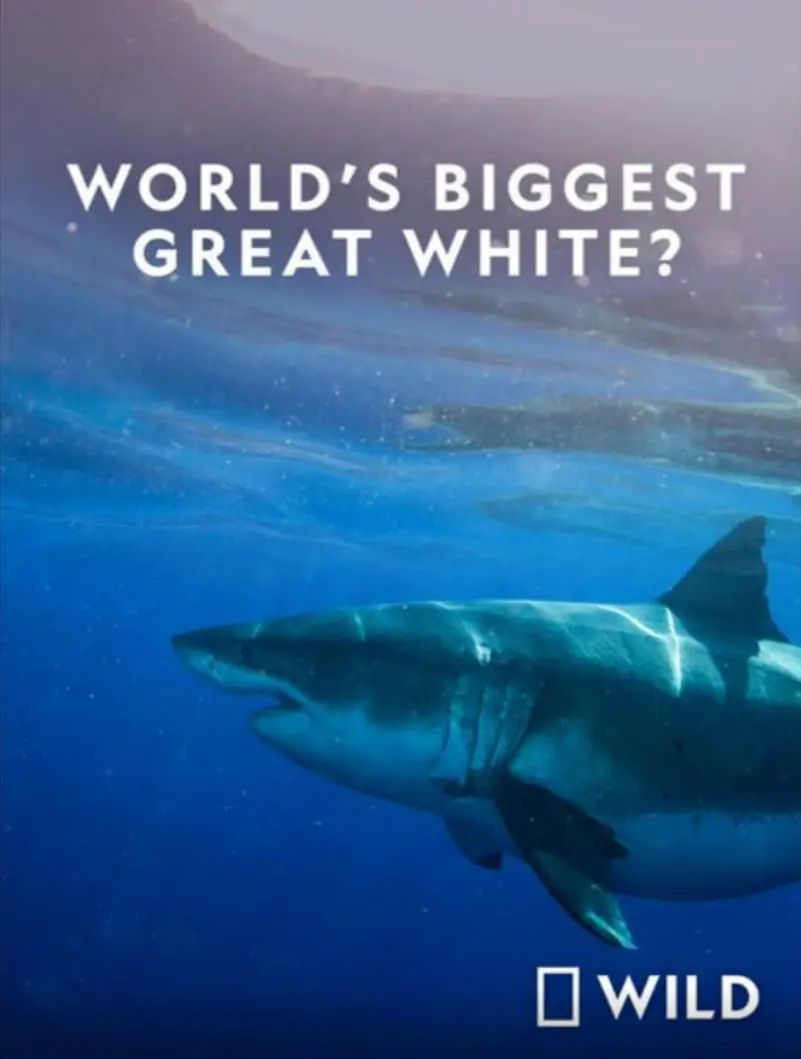 深海巨兽的恐怖传奇：揭秘世界最大公牛鲨的惊心动魄之旅